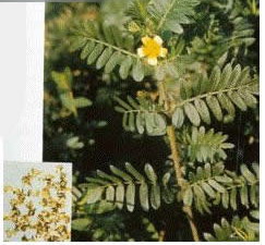 Tribulus terrestris extract